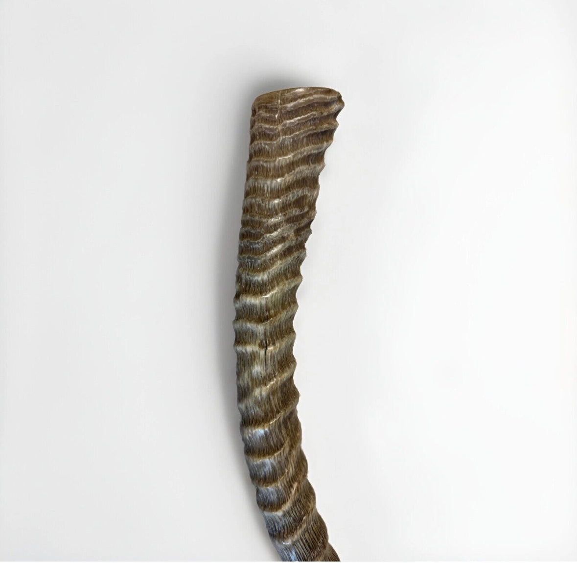 Waterbuck Horn Shofar Yemenite XL 22”-26” New Kosher Made