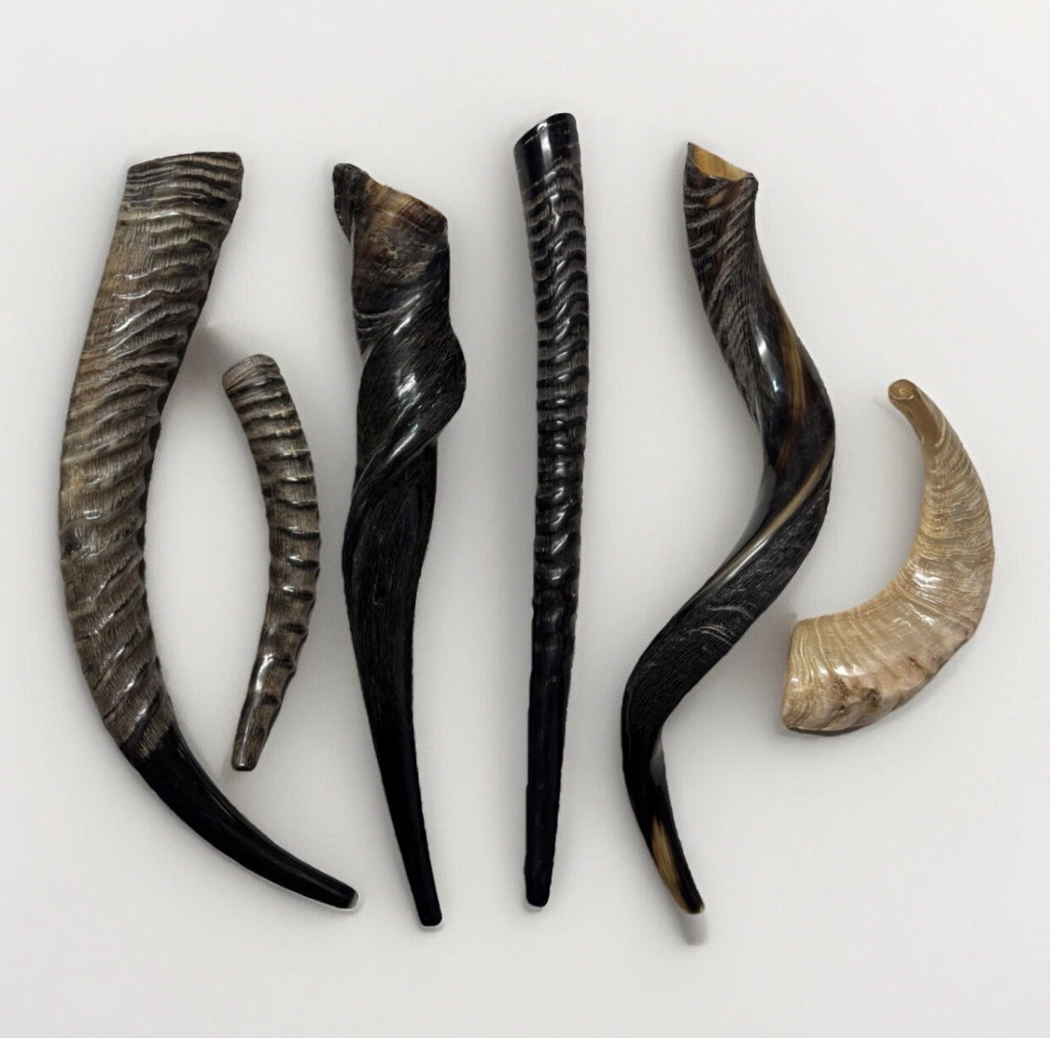 Eland Oryx Waterbuck Kudu Blesbok Shofar Horns 18”-27” Rare Set