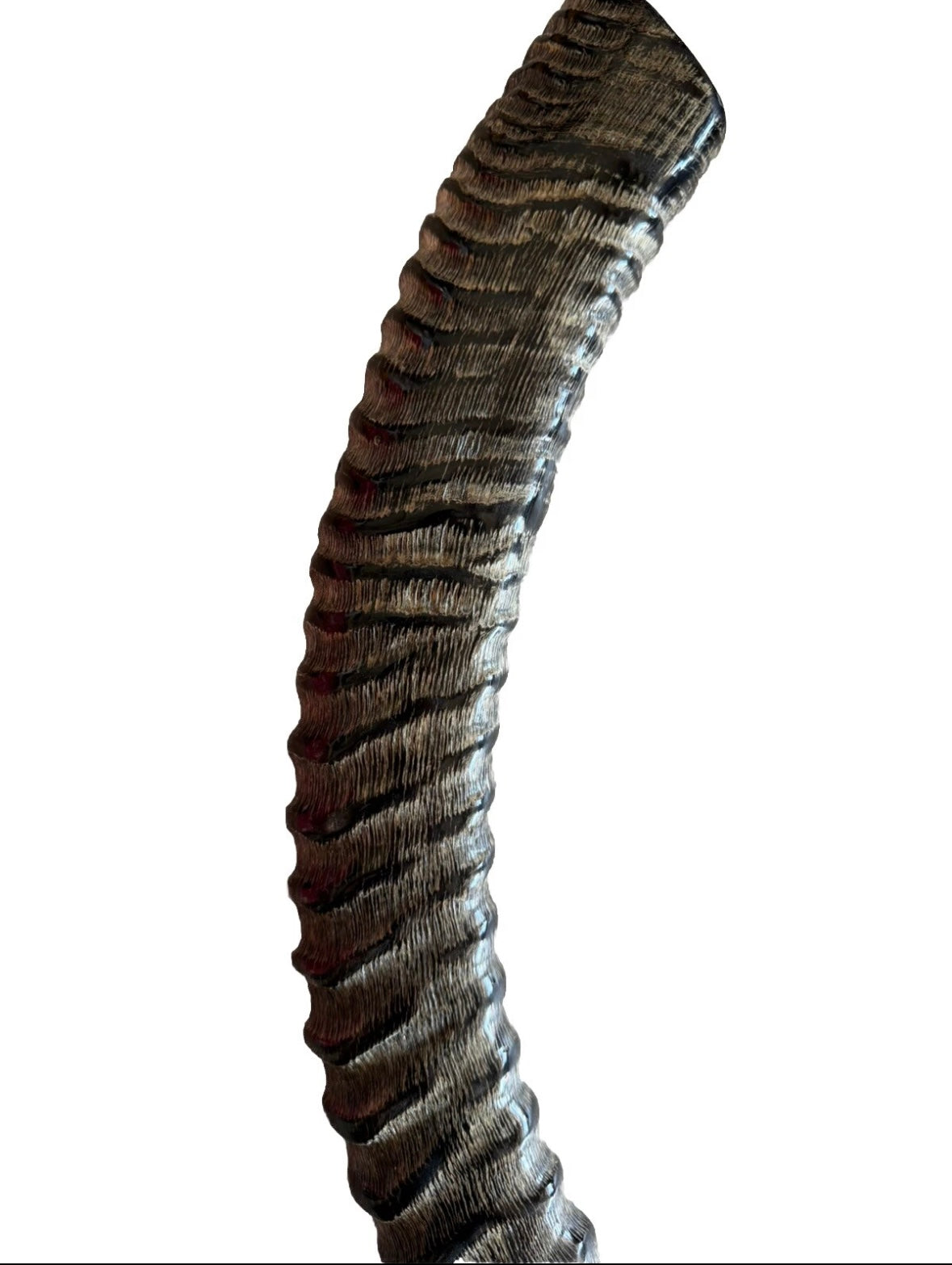 Sable Yemenite Shofar Horn 18”-21”/25”-28” Kosher Made