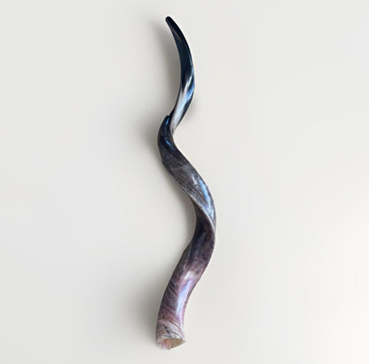 Yemenite Shofar Kudu Horn XXL 40”-44” Half Polished Kosher