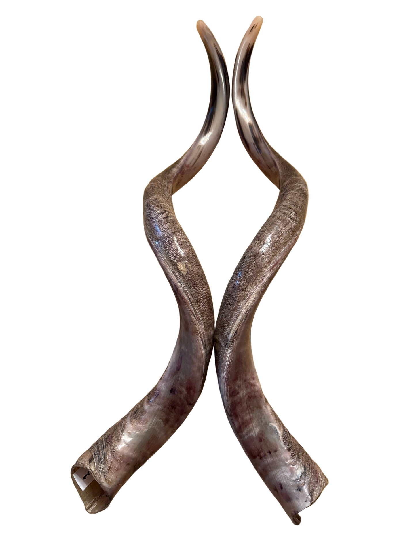 Twin Yemenite Kudu Horn Shofars Set 49” XXXL Rare Half Polished Kosher