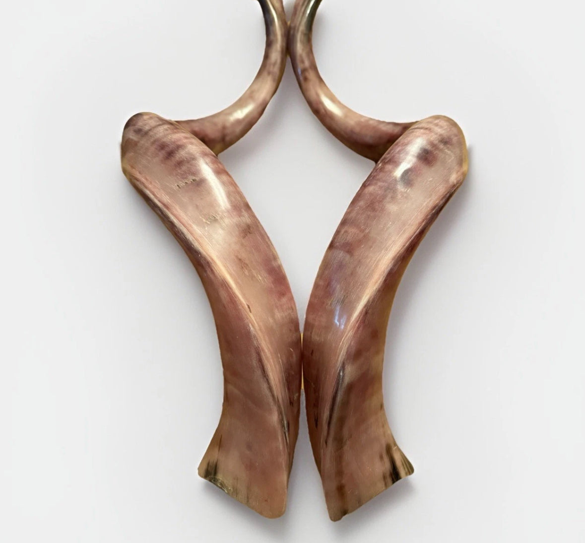 Twin Yemenite Kudu Horn Shofars Set 54" XXL Rare New Kosher Made Full Polished