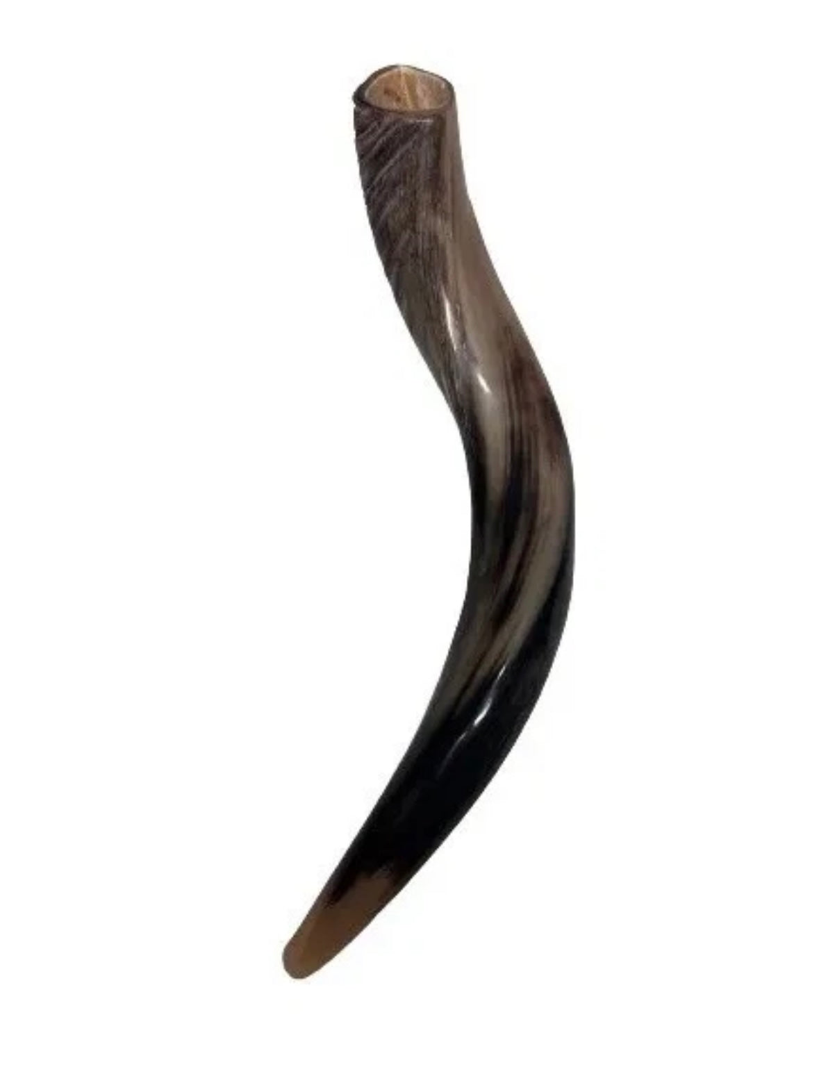 Yemenite Shofar Kudu Horn Set XL 30”-35”+Free Gift Kosher Half Polished New