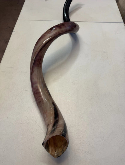 Yemenite Shofar Kudu Horn 50”-55” XXXL New Kosher Made Full Polished