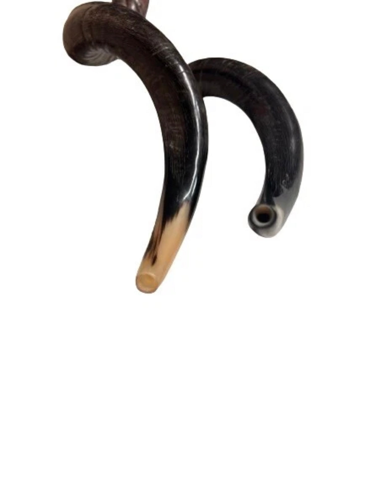 Yemenite Shofar Kudu Horn Set XL 30”-35”+Free Gift Kosher Half Polished New