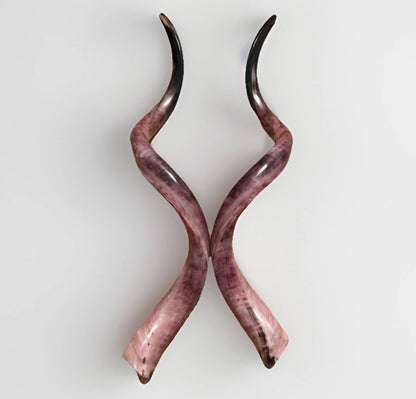 Twin Yemenite Kudu Horn Shofars Set 54" XXL Rare New Kosher Made Full Polished