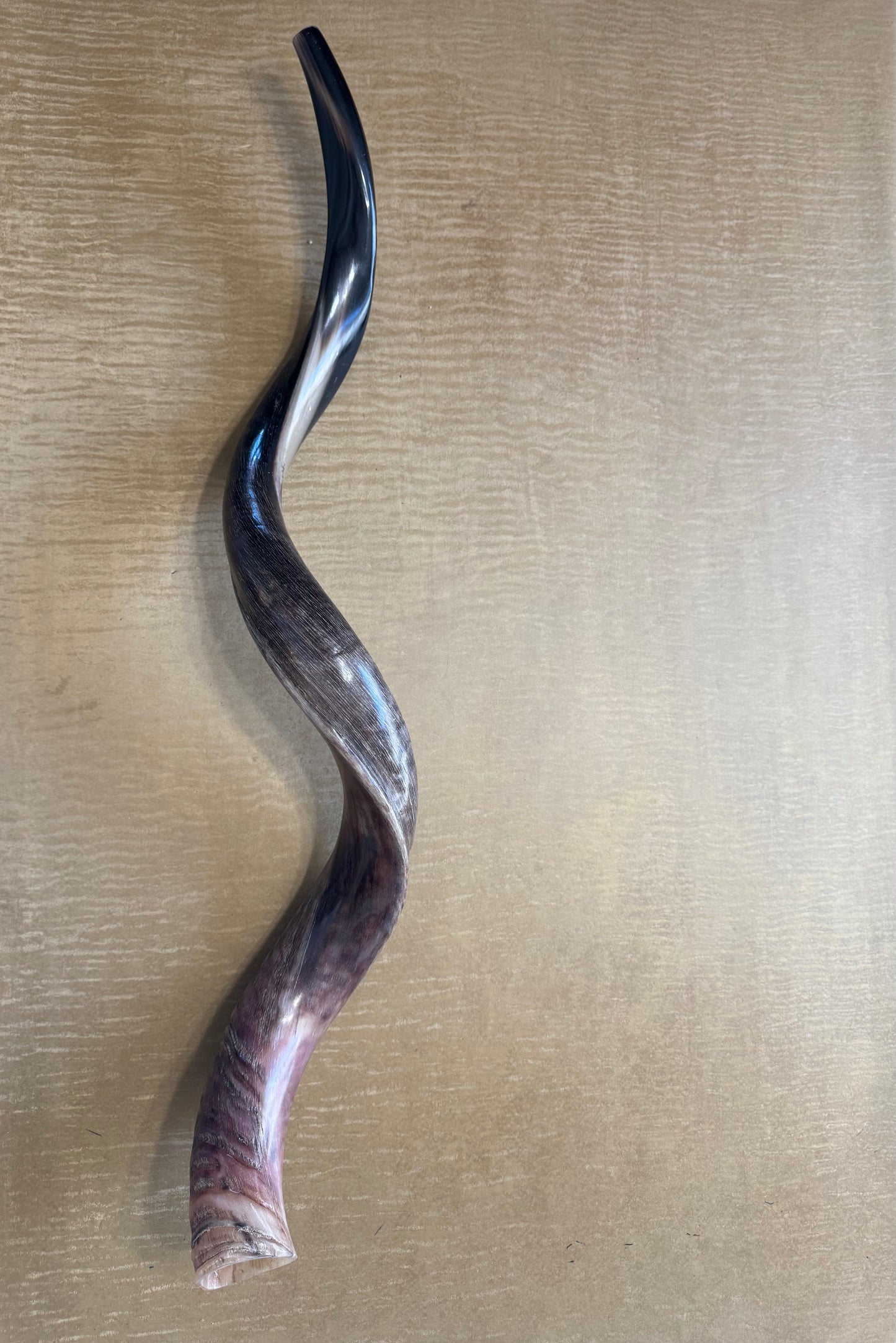 Yemenite Shofar Kudu Horn XXL 40”-44” Half Polished Kosher