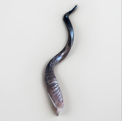 Yemenite Shofar Kudu Horn XXL 40”-44” Half Polished Kosher