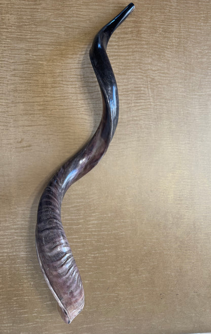 Yemenite Shofar Kudu Horn XXL 40”-44” Half Polished Kosher
