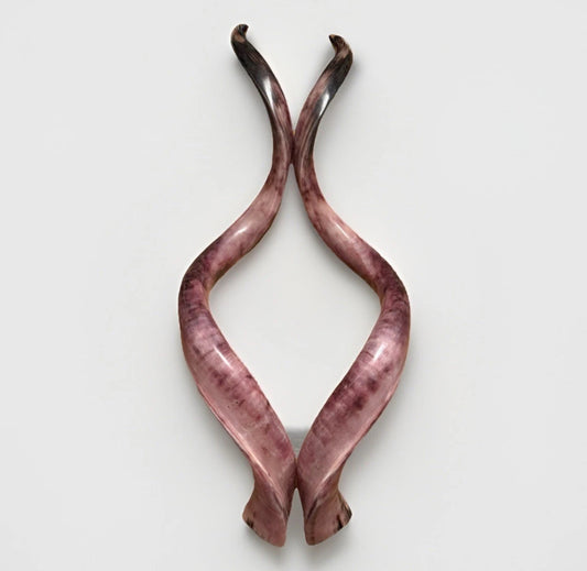 Twin Yemenite Kudu Horn Shofars Set 54" XXL Rare New Kosher Made Full Polished