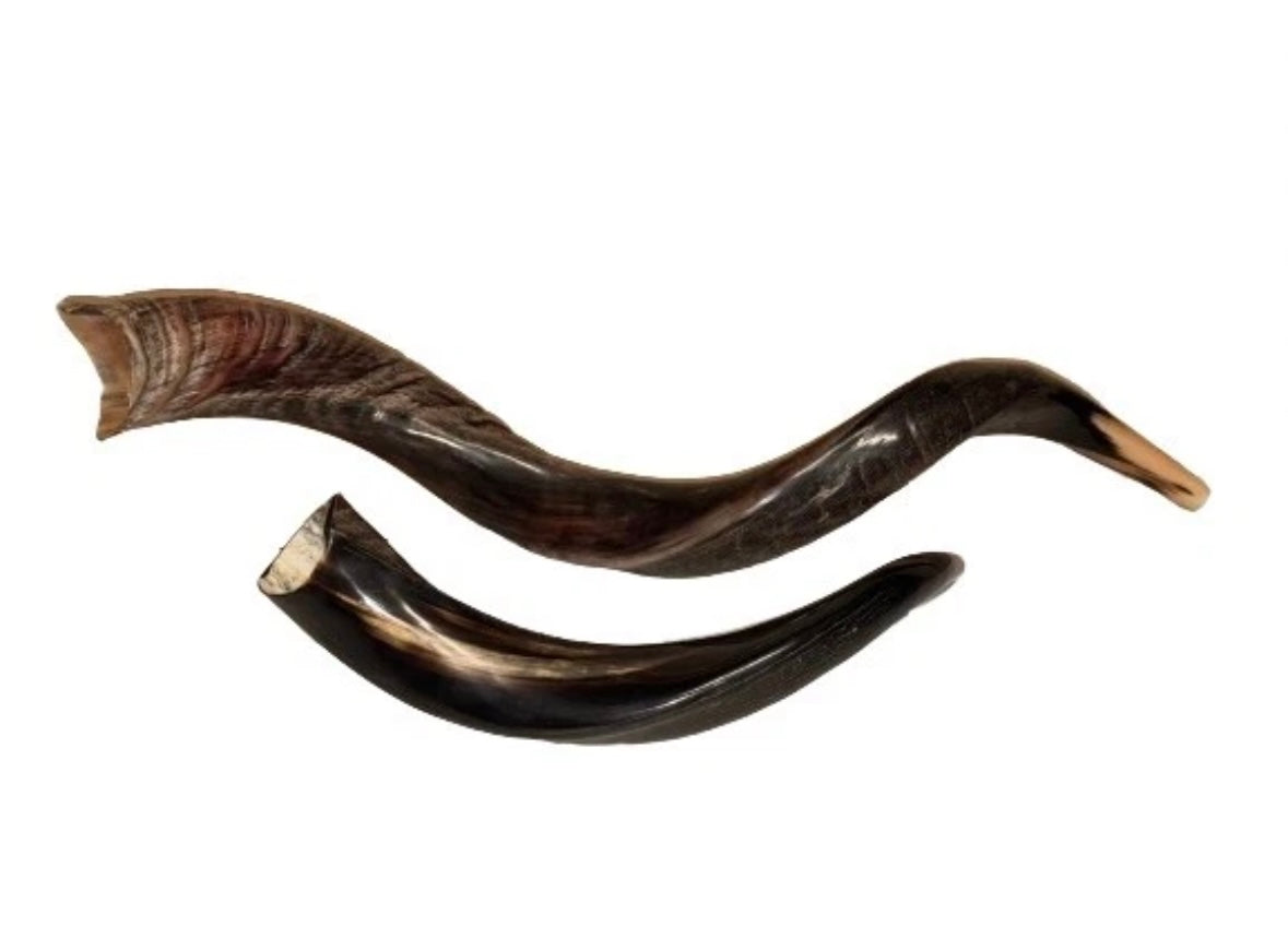 Yemenite Shofar Kudu Horn Set XL 30”-35”+Free Gift Kosher Half Polished New