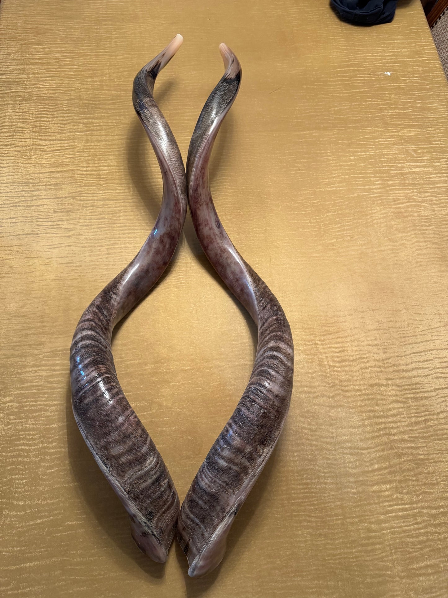 Twin Yemenite Kudu Horn Shofars Set 49” XXXL Rare Half Polished Kosher