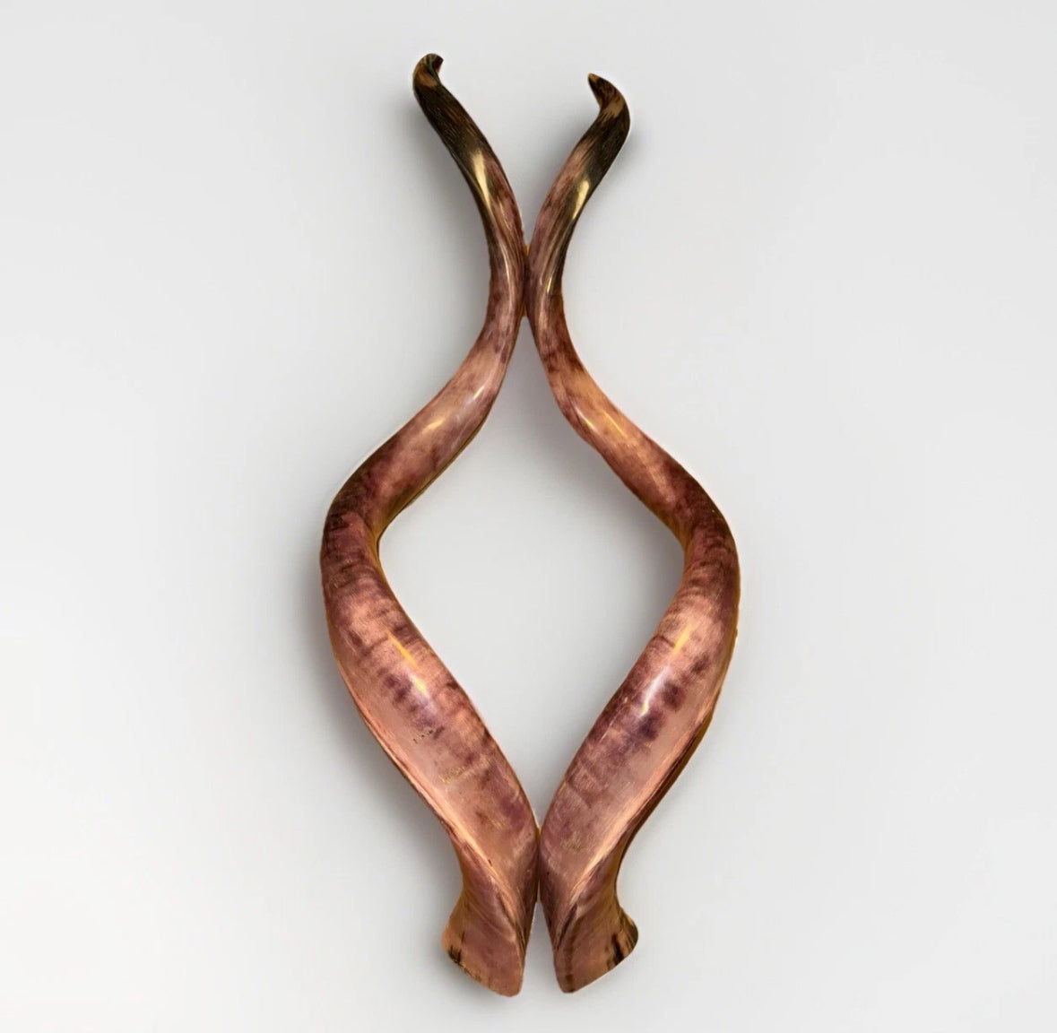 Twin Yemenite Kudu Horn Shofars Set 54" XXL Rare New Kosher Made Full Polished