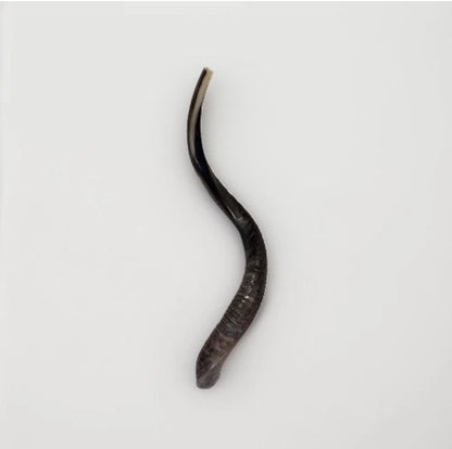 Yemenite Shofar Kudu Horn 24”-27”' New Kosher Made Half Polished