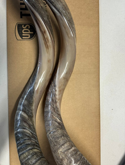 Shofar Yemenite Kudu Horn XXL 44”-48” New Half Polished Kosher