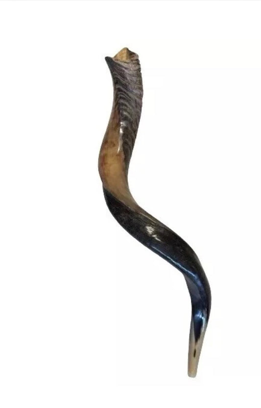 Yemenite Shofar Kudu Horn 27”-31”(70-80cm) New Half Polished Kosher