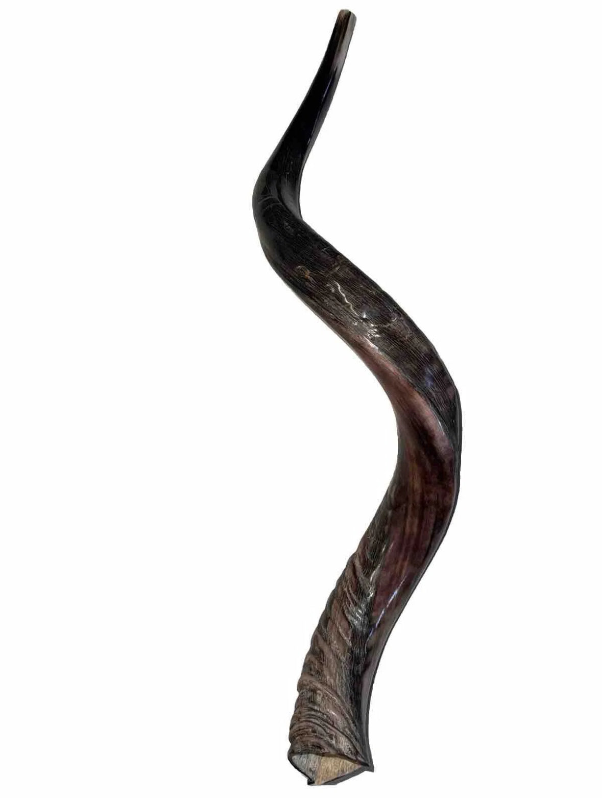 Yemenite Shofar Kudu Horn 31”-41” XL New Kosher Half Polished