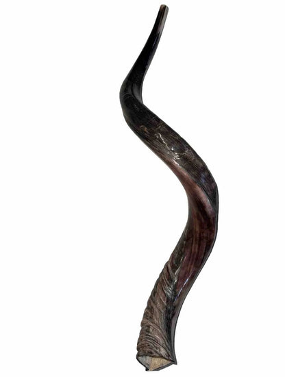 Yemenite Shofar Kudu Horn 31”-41” XL New Kosher Half Polished