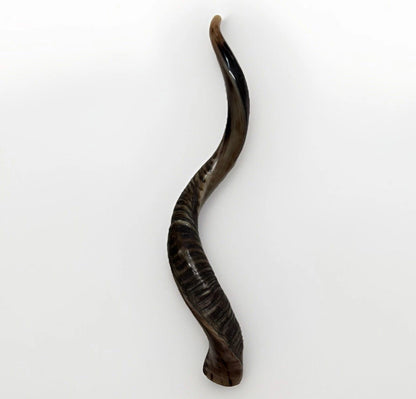 Yemenite Shofar Kudu Horn 31”-41” XL New Kosher Half Polished