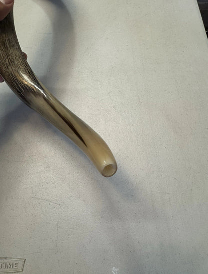 Yemenite Shofar Kudu Horn XXXL 50”-55" New Kosher Made Half Polished
