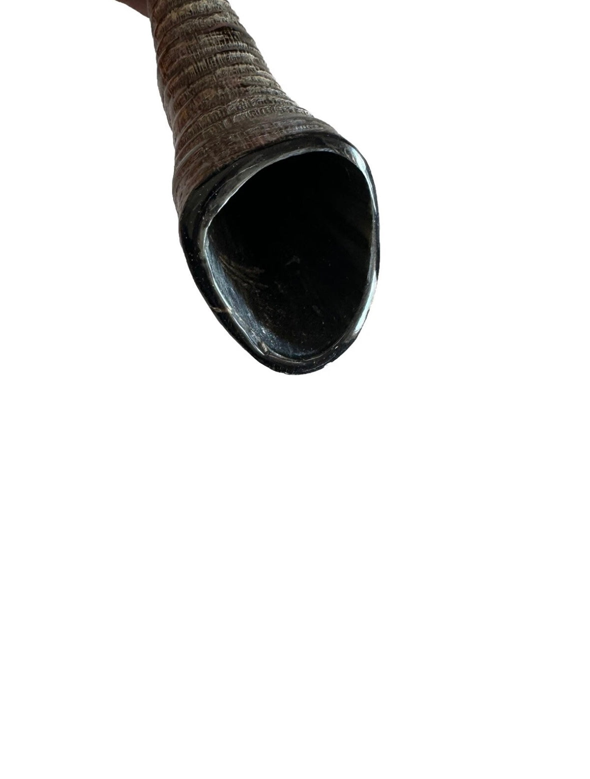 Sable Yemenite Shofar Horn 18”-21”/25”-28” Kosher Made