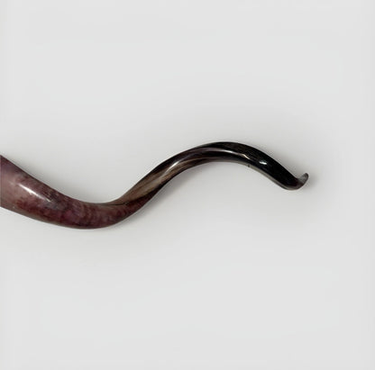 Yemenite Shofar Kudu Horn 50”-55” XXXL New Kosher Made Full Polished