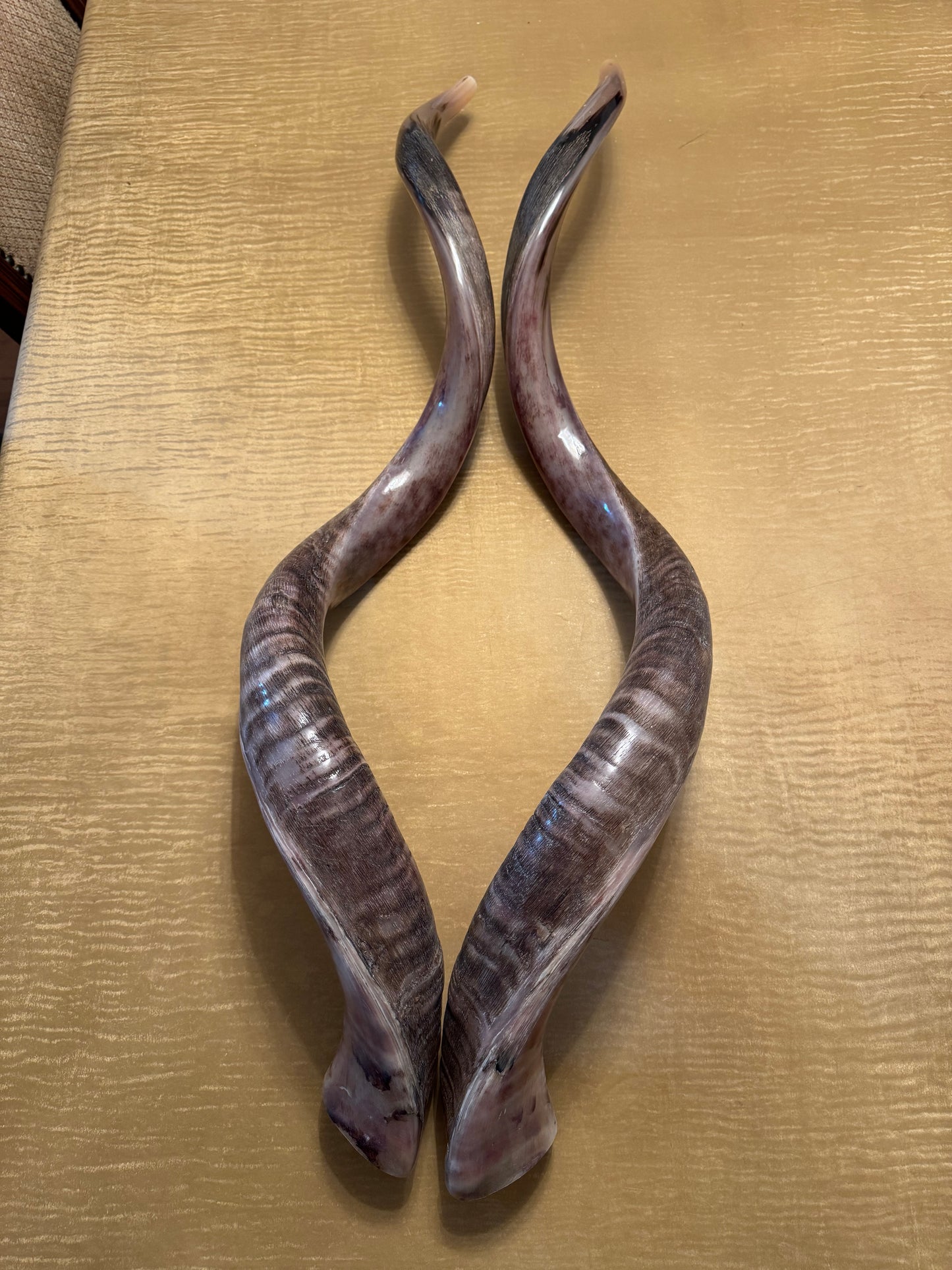 Twin Yemenite Kudu Horn Shofars Set 49” XXXL Rare Half Polished Kosher