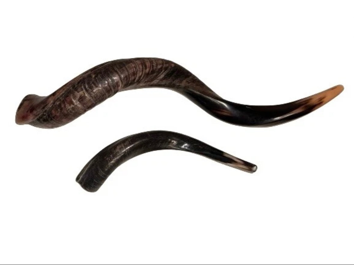 Yemenite Shofar Kudu Horn Set XL 30”-35”+Free Gift Kosher Half Polished New