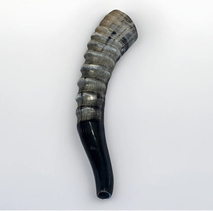 Blesbok Horn Shofar Rare 10”-12” New Kosher Made