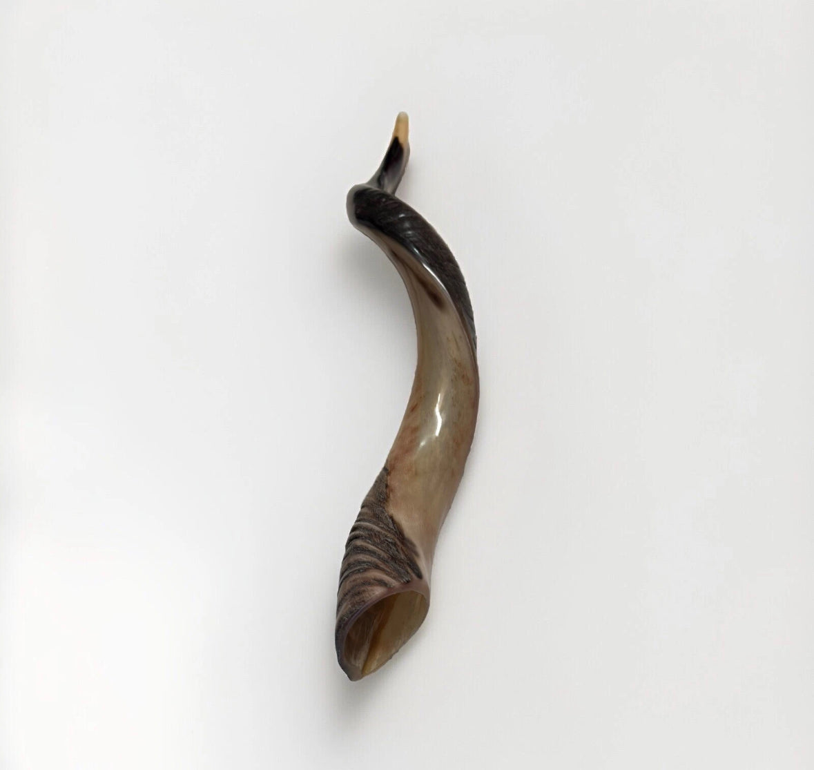 Yemenite Shofar Kudu Horn 24”-27”' New Kosher Made Half Polished