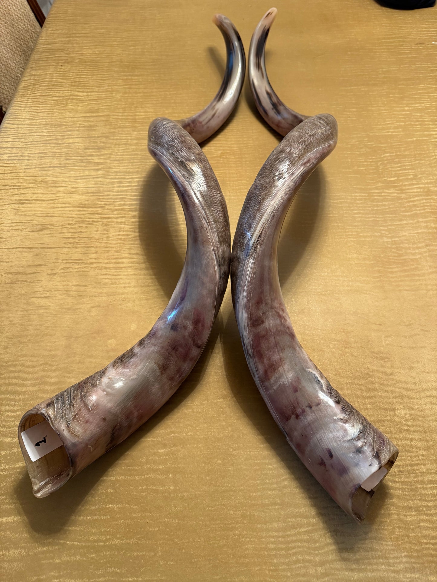 Twin Yemenite Kudu Horn Shofars Set 49” XXXL Rare Half Polished Kosher