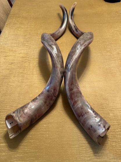 Twin Yemenite Kudu Horn Shofars Set 49” XXXL Rare Half Polished Kosher