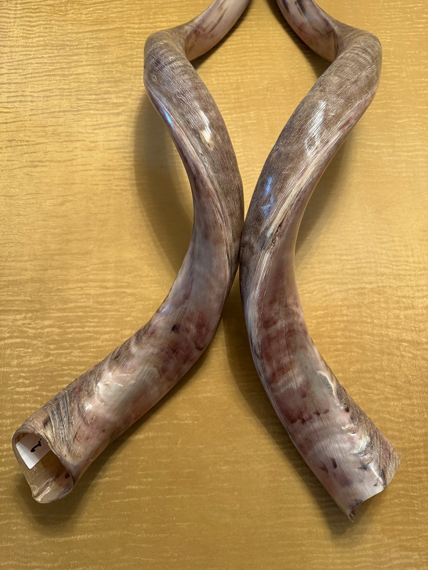 Twin Yemenite Kudu Horn Shofars Set 49” XXXL Rare Half Polished Kosher