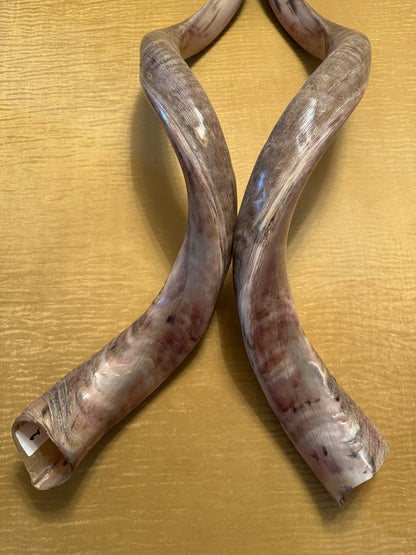 Twin Yemenite Kudu Horn Shofars Set 49” XXXL Rare Half Polished Kosher