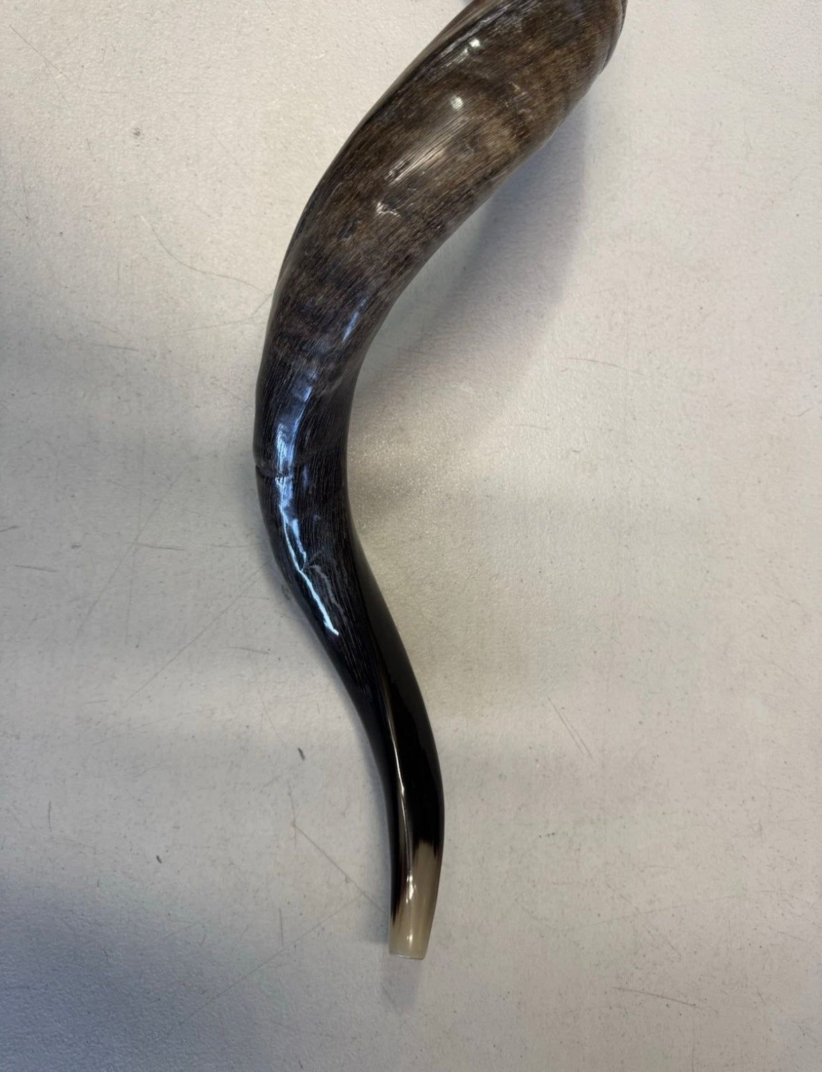 Yemenite Shofar Kudu Horn XXL 40”-44” New Half Polished Kosher
