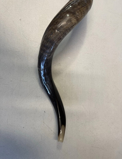Yemenite Shofar Kudu Horn XXL 40”-44” New Half Polished Kosher