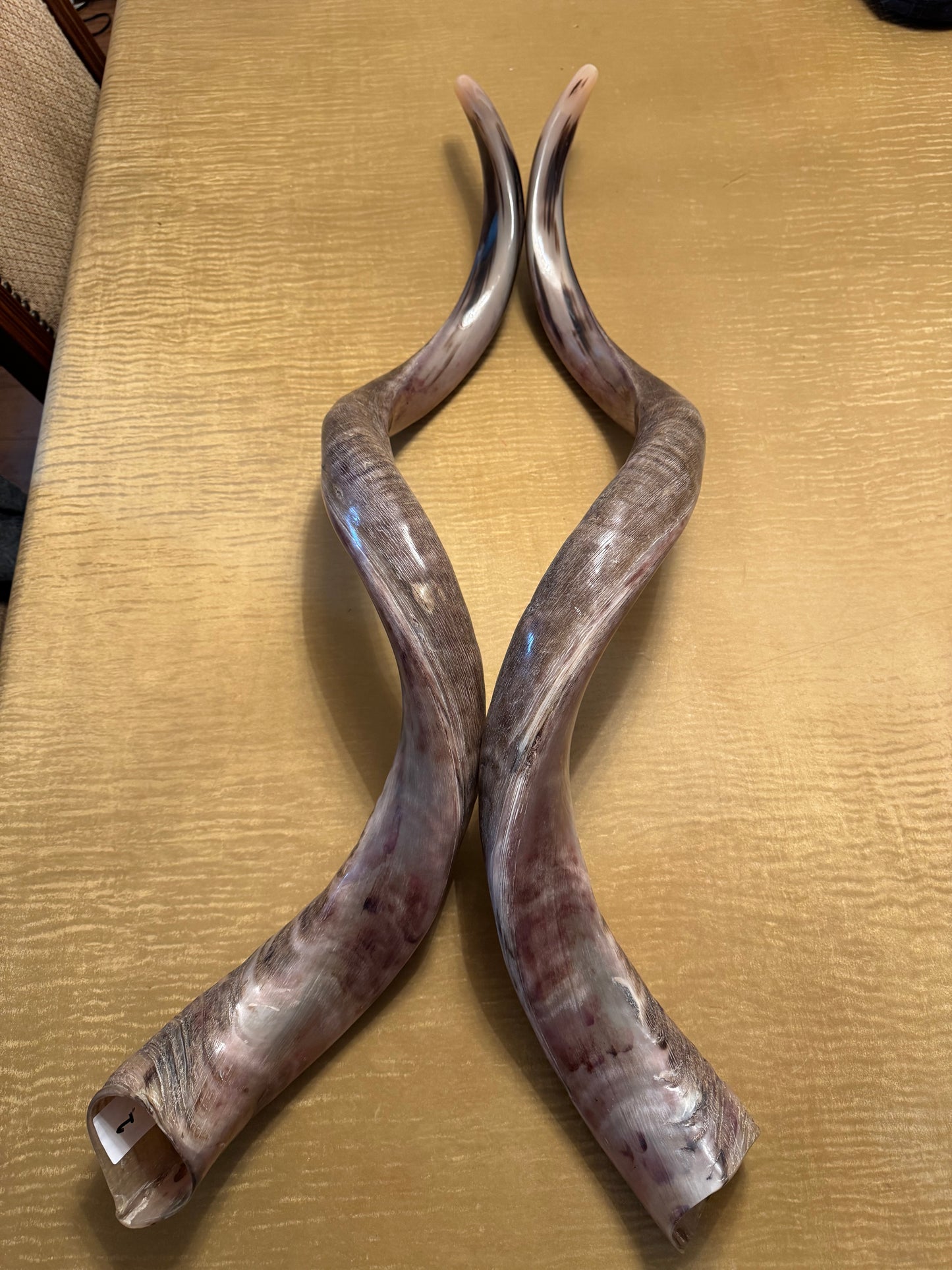 Twin Yemenite Kudu Horn Shofars Set 49” XXXL Rare Half Polished Kosher
