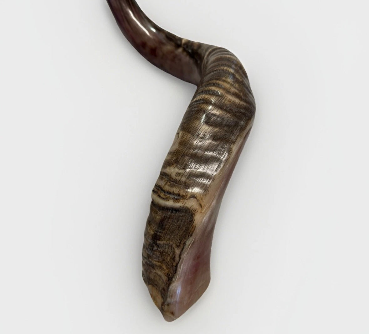 Yemenite Shofar Kudu Horn XXL 40”-44” New Half Polished Kosher