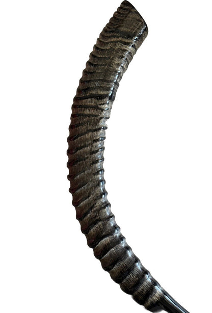 Sable Yemenite Shofar Horn 18”-21”/25”-28” Kosher Made