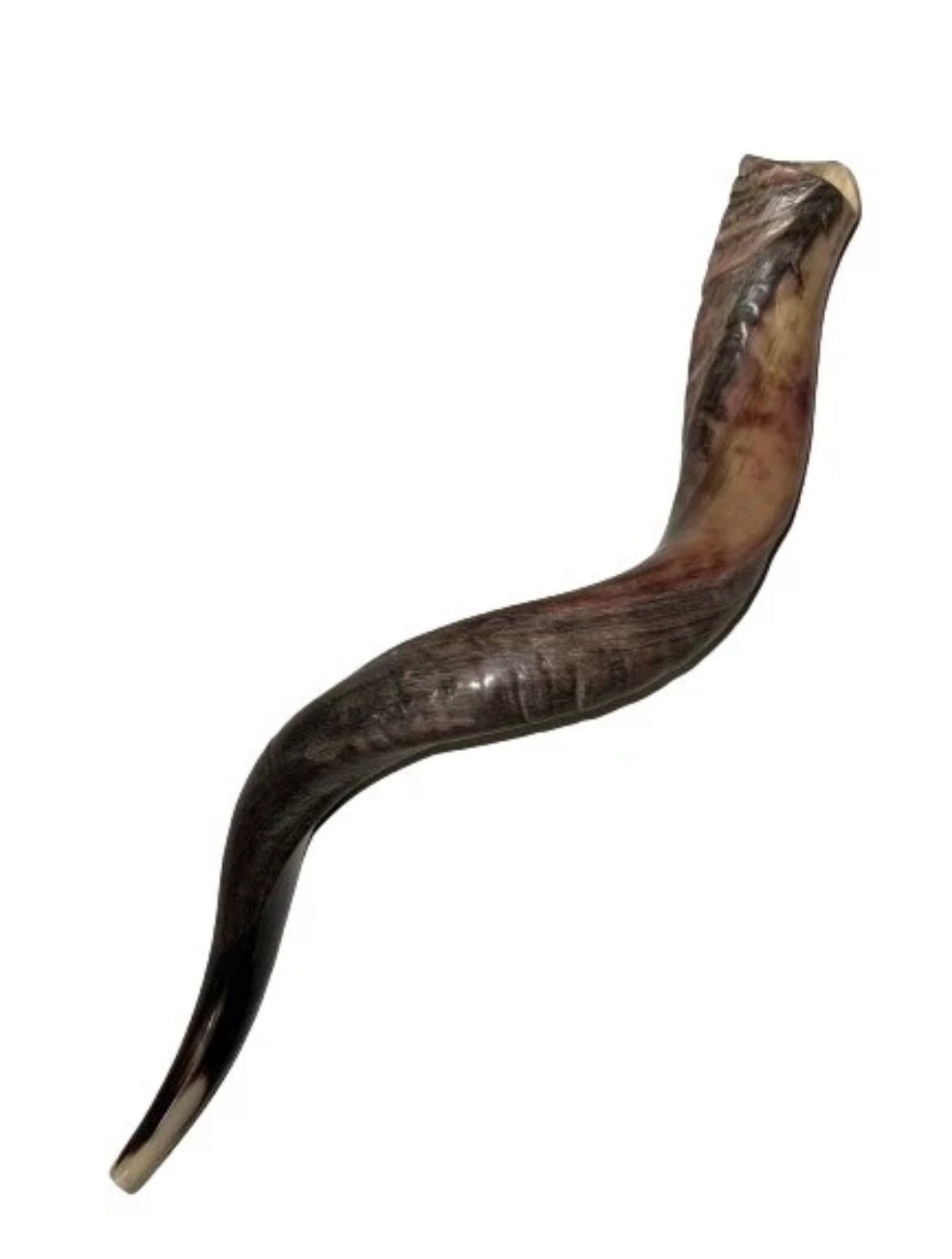 Yemenite Shofar Kudu Horn Set XL 30”-35”+Free Gift Kosher Half Polished New