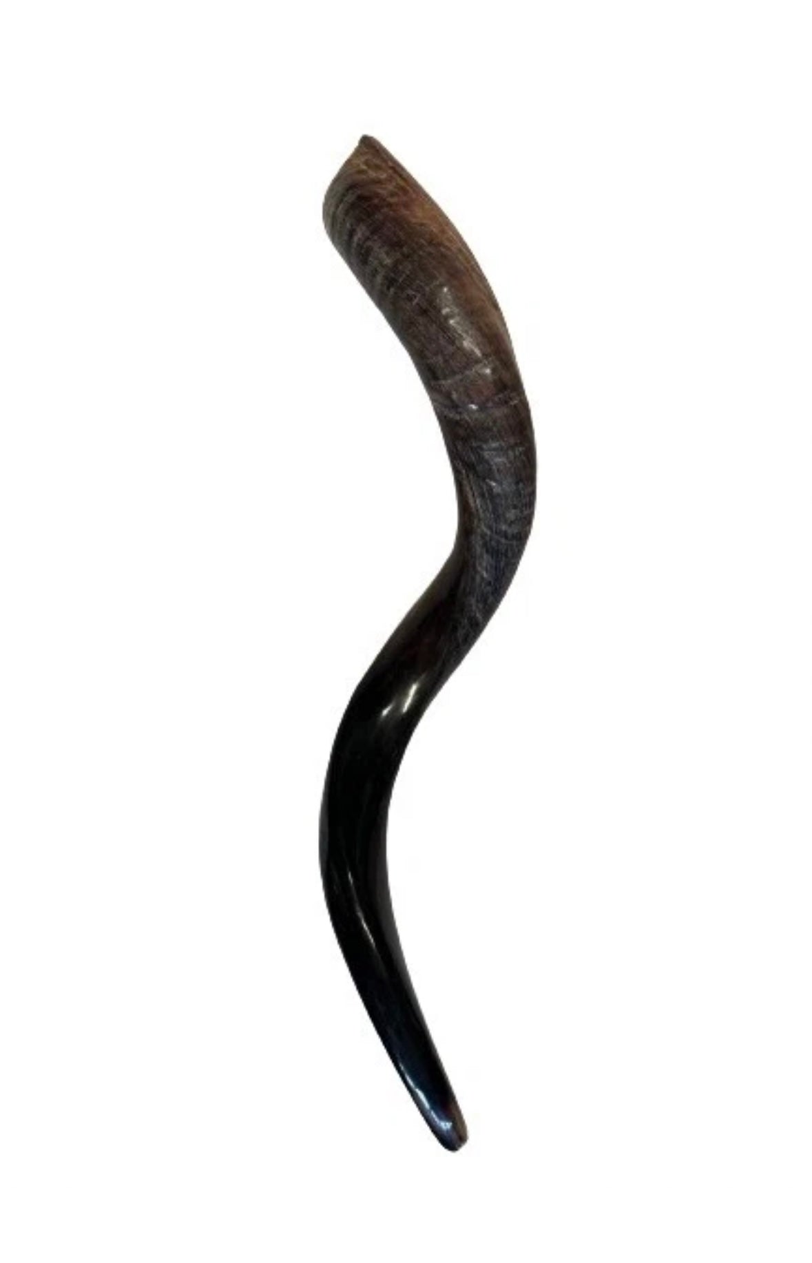Yemenite Shofar Kudu Horn 27”-31”(70-80cm) New Half Polished Kosher
