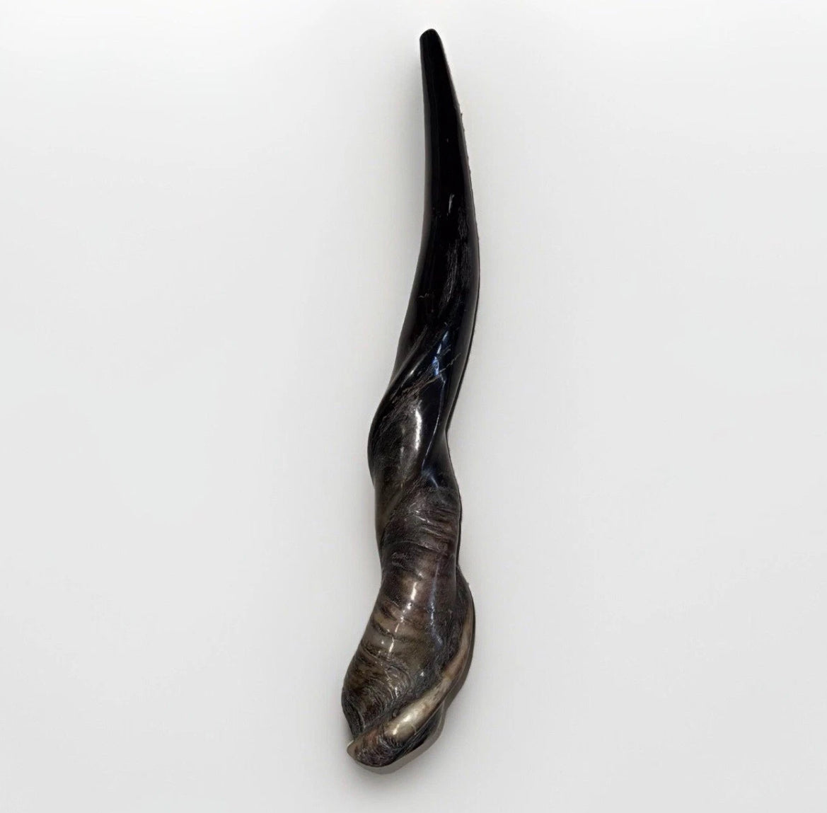 XL Eland Horn Shofar Horn Rare 18”-27” New Kosher Half Polished