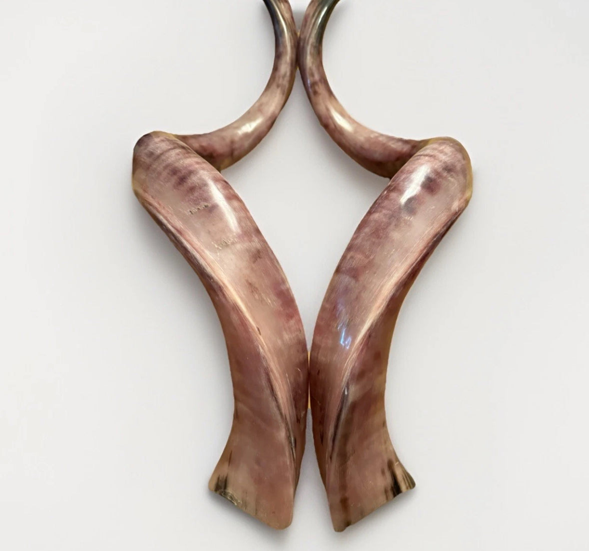 Twin Yemenite Kudu Horn Shofars Set 54" XXL Rare New Kosher Made Full Polished