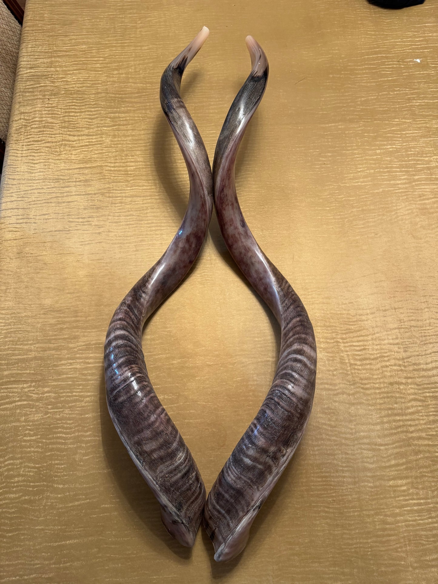 Twin Yemenite Kudu Horn Shofars Set 49” XXXL Rare Half Polished Kosher