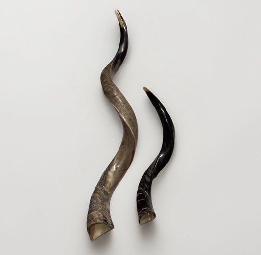Yemenite Shofar Kudu Horns Set XXL 45” + 24”-26” New Kosher Half Polished