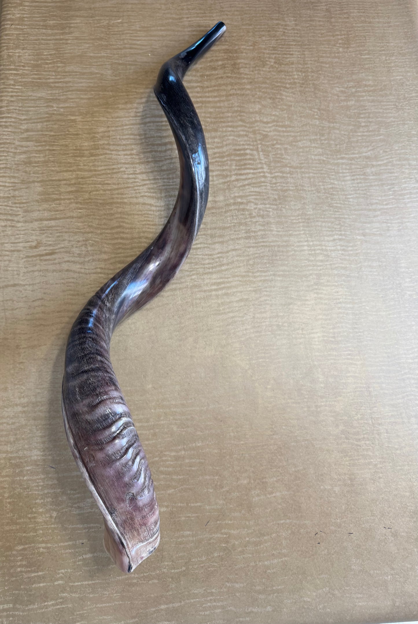 Yemenite Shofar Kudu Horn XXL 40”-44” Half Polished Kosher