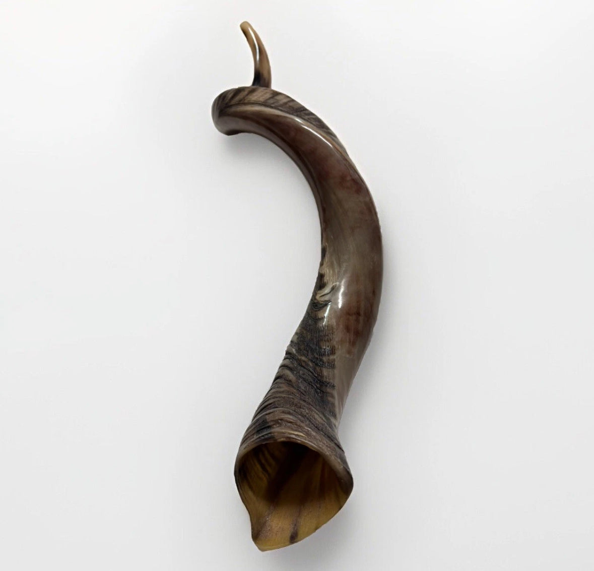 Yemenite Shofar Kudu Horn 31”-41” XL New Kosher Half Polished