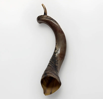 Yemenite Shofar Kudu Horn 31”-41” XL New Kosher Half Polished