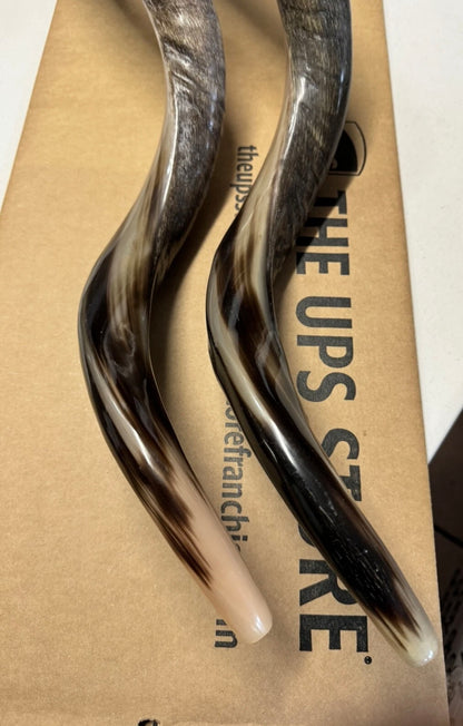 Shofar Yemenite Kudu Horn XXL 44”-48” New Half Polished Kosher