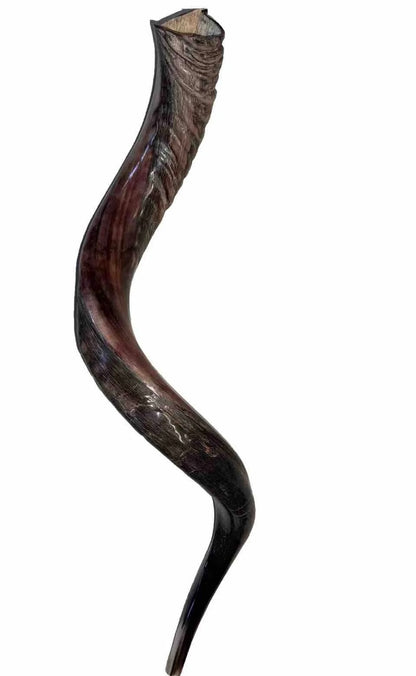 Yemenite Shofar Kudu Horn Set XL 30”-35”+Free Gift Kosher Half Polished New